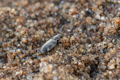 Bembidion