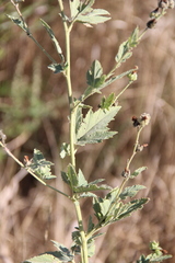 Althaea armeniaca