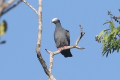 Patagioenas leucocephala