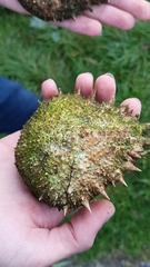 Maja brachydactyla