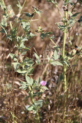 Althaea armeniaca