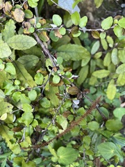 Helichrysum lanceolatum