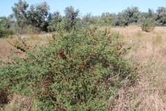 Glycyrrhiza echinata