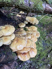 Armillaria mellea
