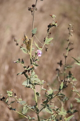 Althaea armeniaca