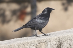 Ptiloxena atroviolacea