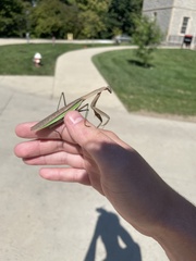 Mantodea