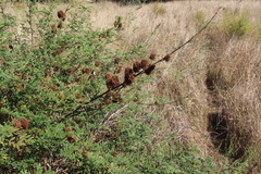 Glycyrrhiza echinata