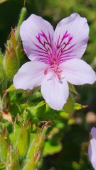 Pelargonium cucullatum strigifolium