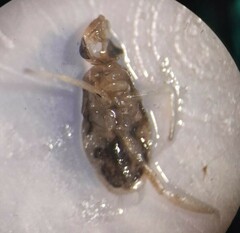 Corixidae