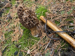 Morchella exuberans