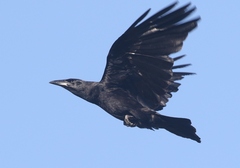 Corvus nasicus