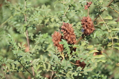 Glycyrrhiza echinata