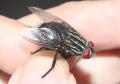 Sarcophagidae