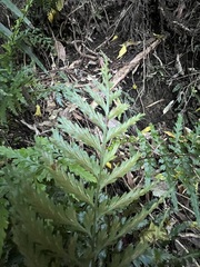 Asplenium lamprophyllum
