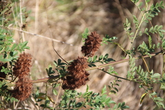 Glycyrrhiza echinata