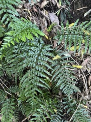 Asplenium lamprophyllum