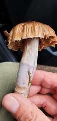 Cortinarius livido-ochraceus