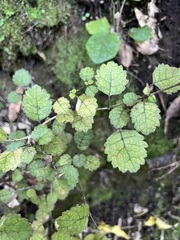 Rhabdothamnus solandri