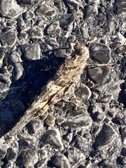 Trimerotropis pallidipennis