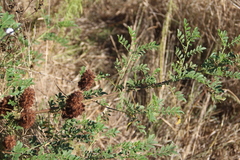 Glycyrrhiza echinata
