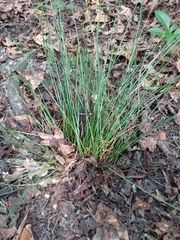 Allium vineale