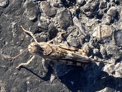 Trimerotropis pallidipennis