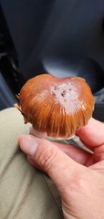 Cortinarius livido-ochraceus