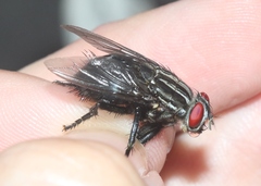 Sarcophagidae