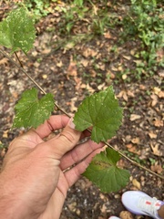 Vitis rotundifolia