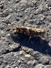 Trimerotropis pallidipennis