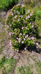 Pelargonium cucullatum strigifolium