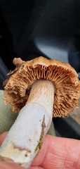 Cortinarius livido-ochraceus