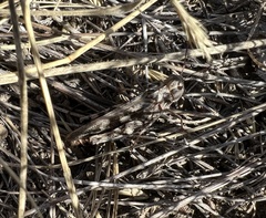 Encoptolophus costalis