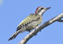 Xiphidiopicus percussus