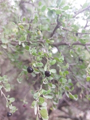 Condalia hookeri