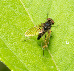 Chrysopilus proximus