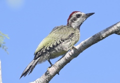 Xiphidiopicus percussus