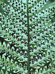 Polystichum wawranum