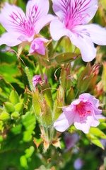 Pelargonium cucullatum strigifolium