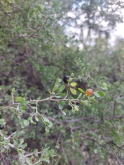 Condalia hookeri