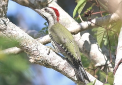 Xiphidiopicus percussus