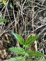 Polystichum wawranum