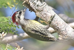 Xiphidiopicus percussus