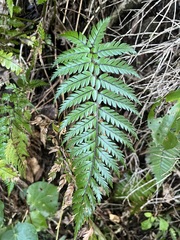 Polystichum wawranum