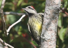 Xiphidiopicus percussus