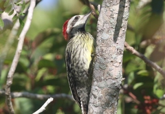 Xiphidiopicus percussus