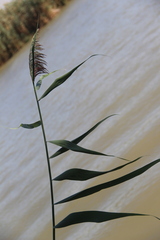 Phragmites australis altissimus