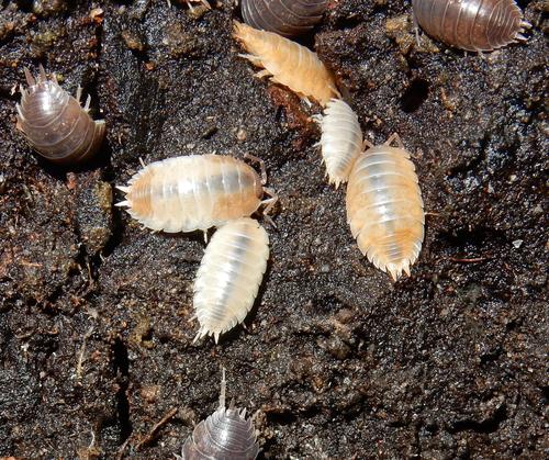 Swift Woodlouse photo 5