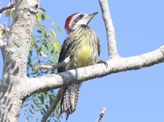 Xiphidiopicus percussus